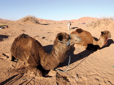 https://suntoursinternational.digitalguider.dev/wp-content/uploads/2026/02/morocco-camels.jpg